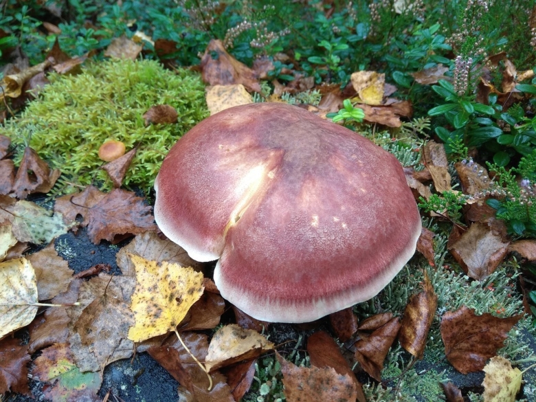 Tricholomopsis rutilans