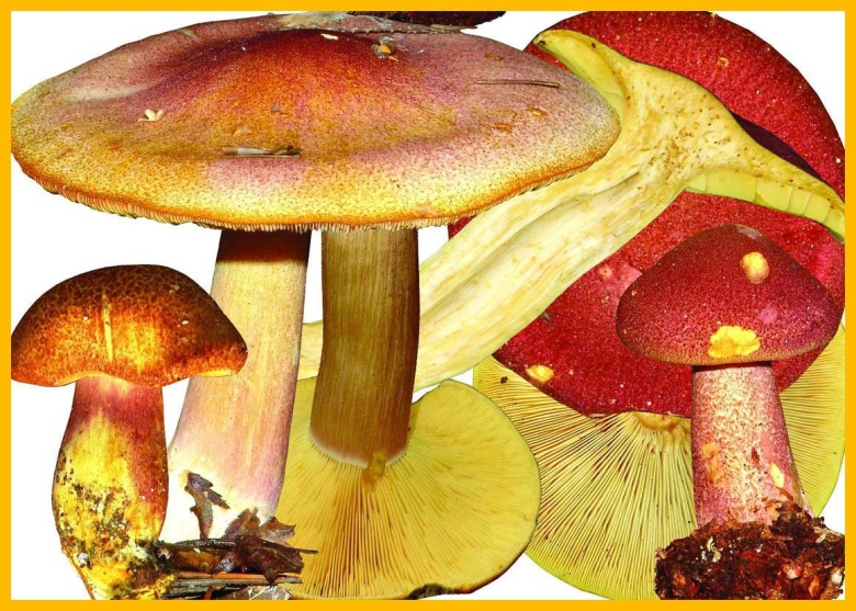 Гриб рядовка желто красная