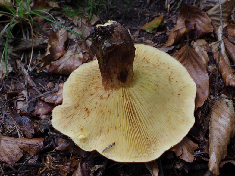 Груздь жёлтый lactarius scrobiculatus
