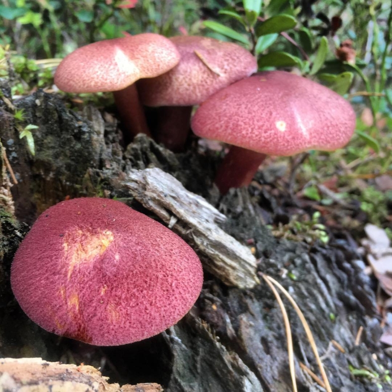 Рядовка красная