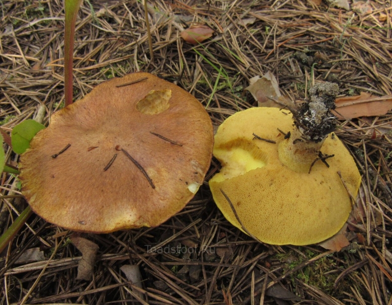 Масленок рыжий неокольцованный
