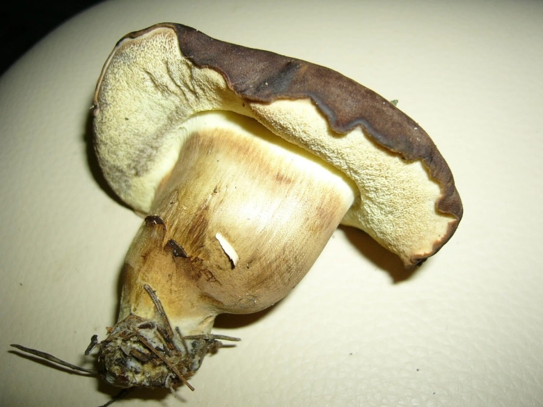 Печёночный гриб ложный