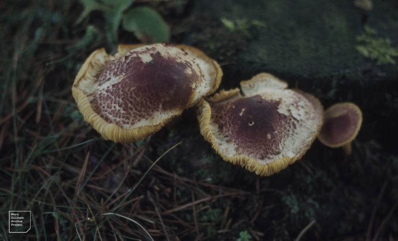 Tricholomopsis rutilans