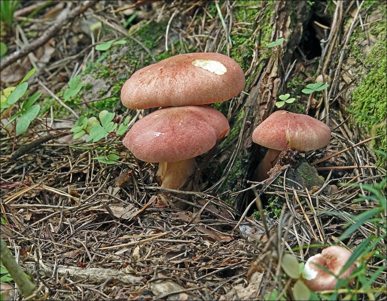 Гриб рядовка розовая