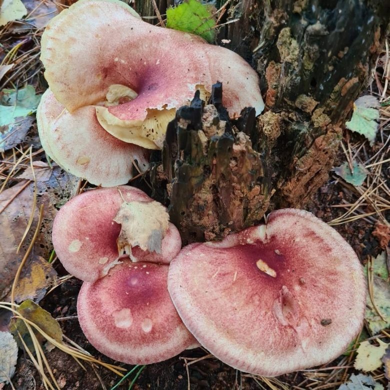 Chromelosporium fulvum