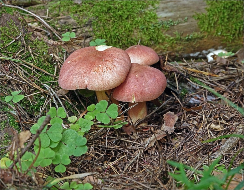 Рядовка желто красная