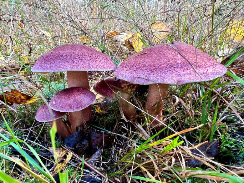 Рядовка желто красная