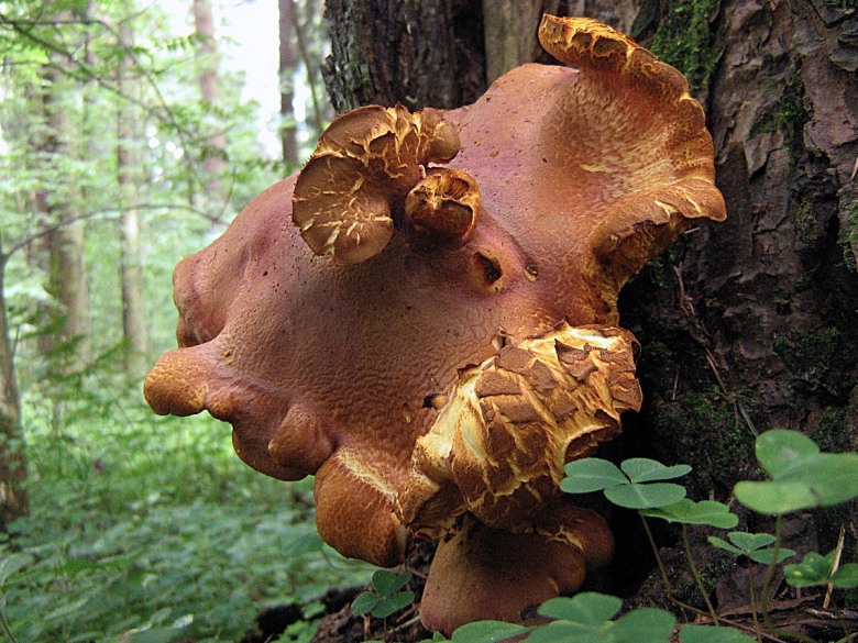 Tricholomopsis rutilans