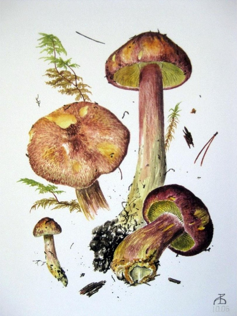 Грибы акварелью Александр Вязьменский