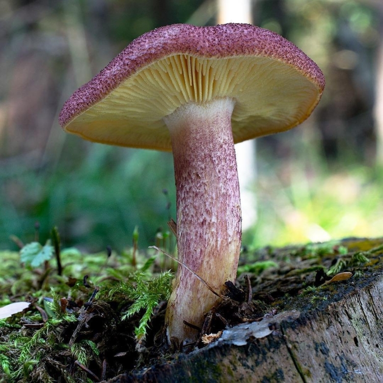 Гриб Трихоломопсис рутиланс