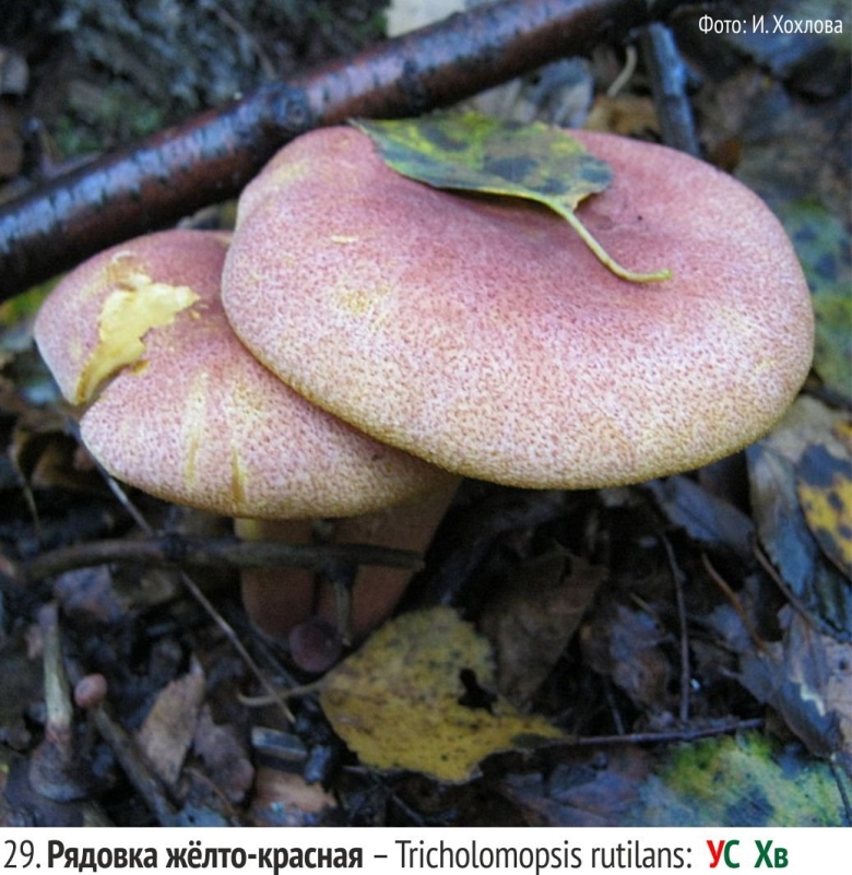 Гриб Трихоломопсис рутиланс