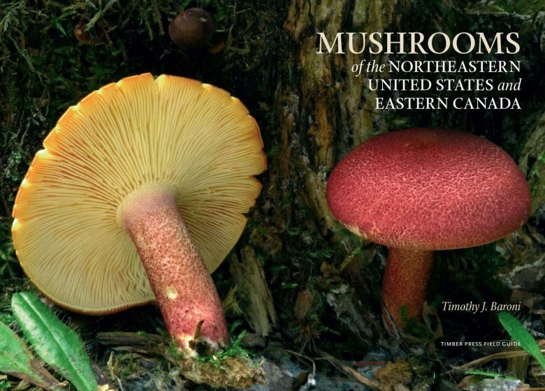 Magic Mushrooms Price Canada