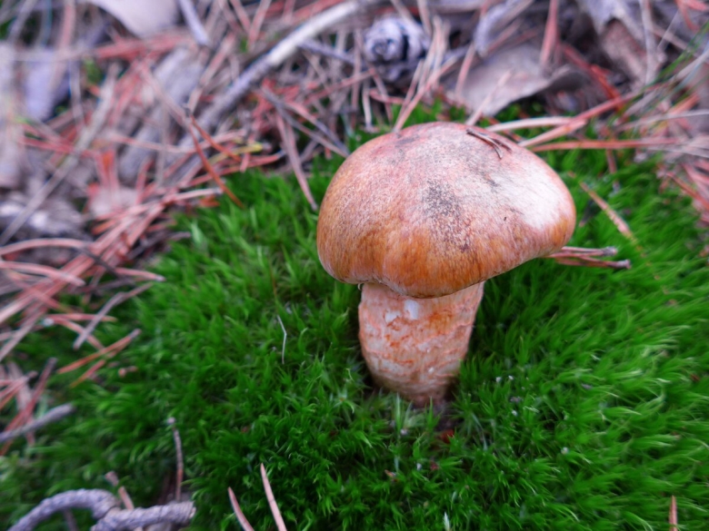 Гриб паутинник браслетчатый