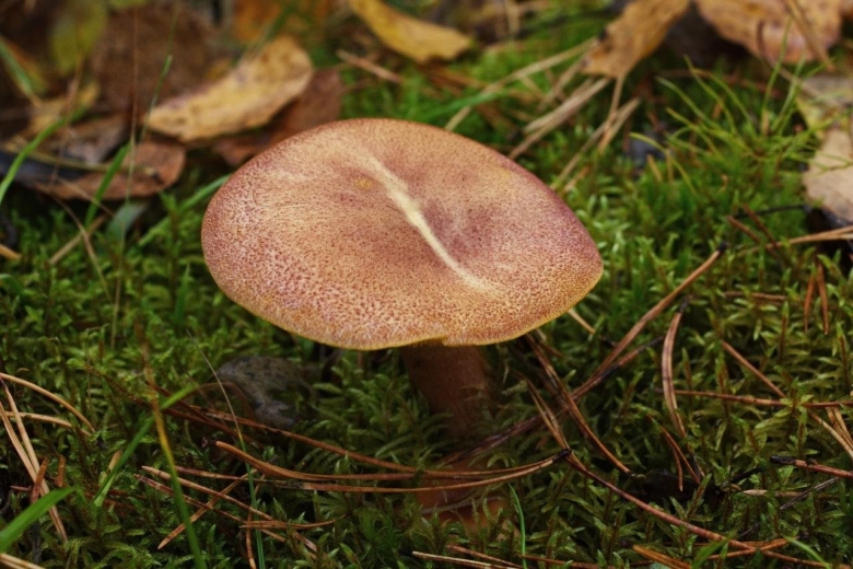 Подосерпула миранда гриб