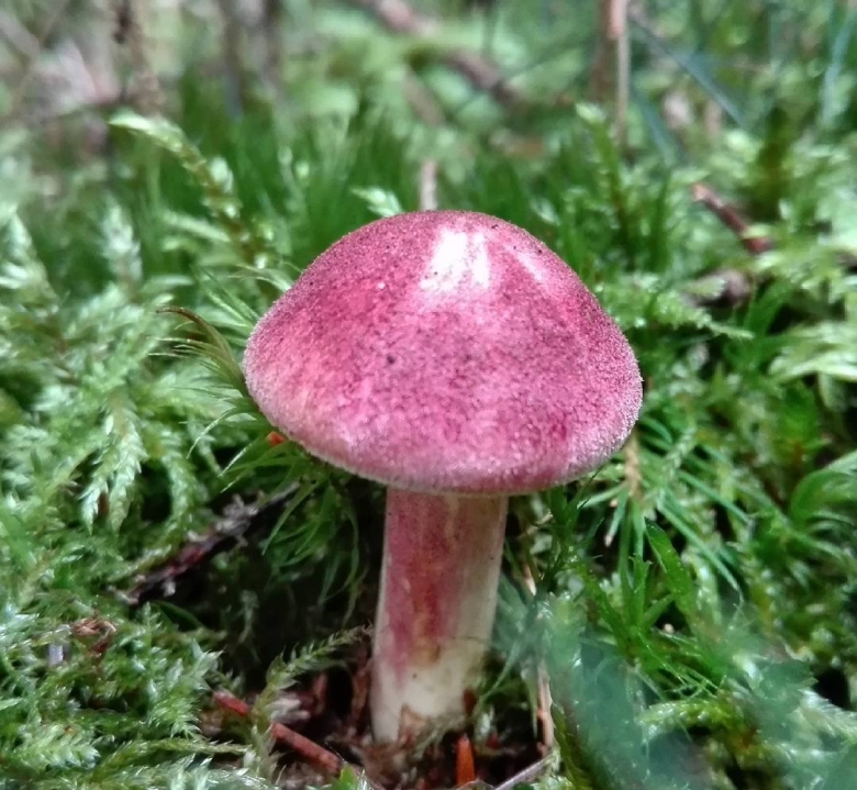 Tricholomopsis flammula