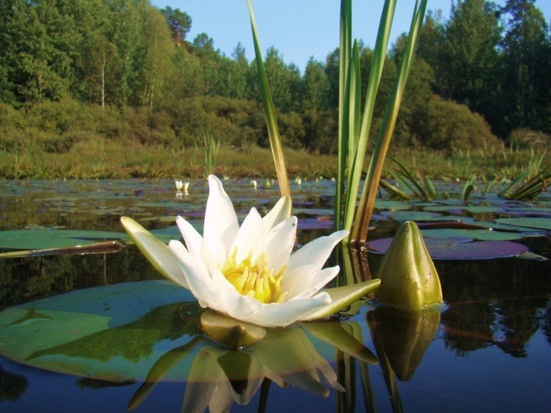 Растения Бузулукского Бора