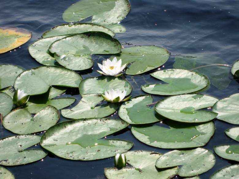 Озеро кувшинка