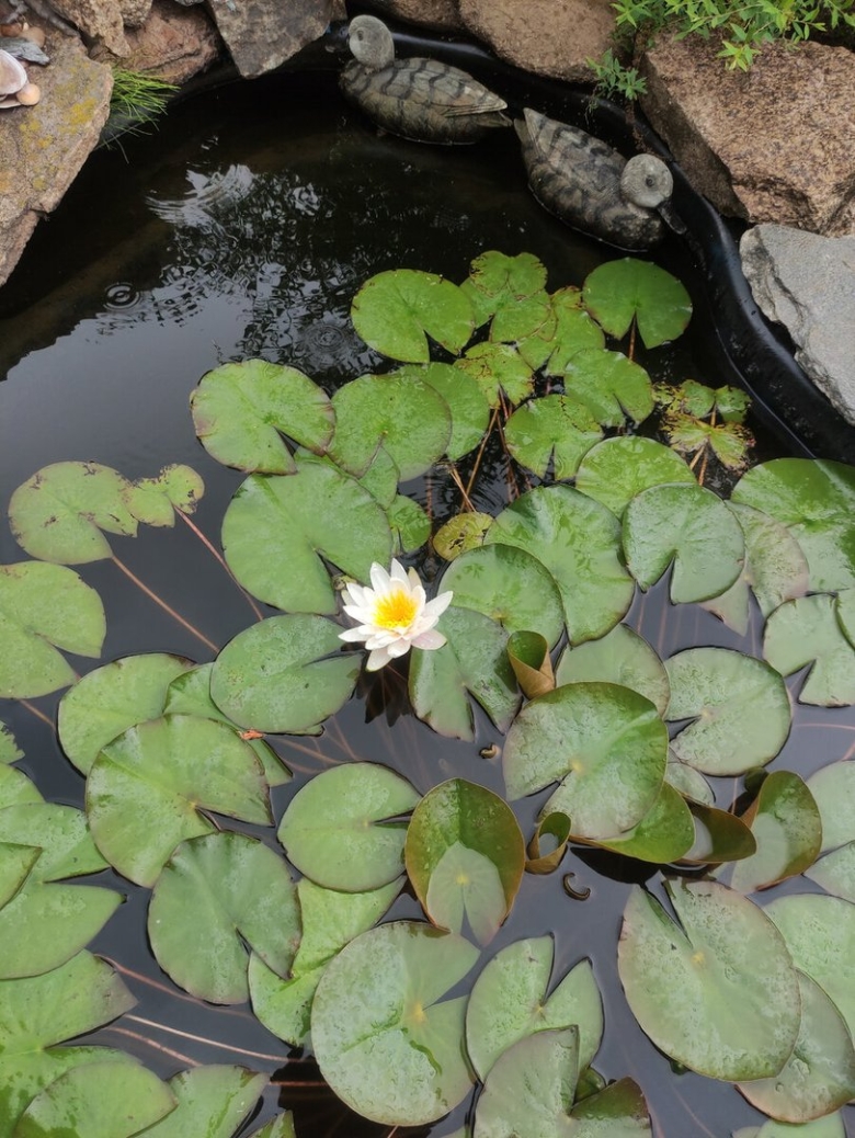 Водяная лилия кувшинка