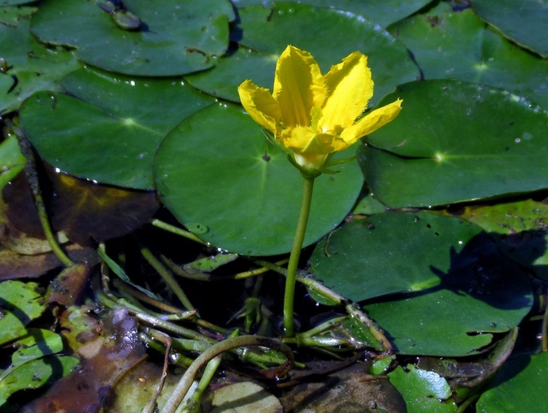 Болотоцвет (нимфейник) щитовидный