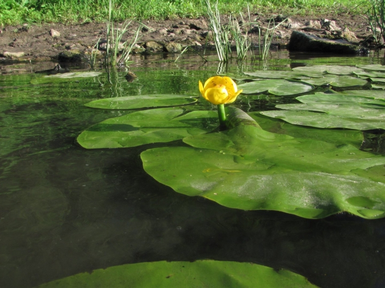 Кубышка кувшинка стрелолист
