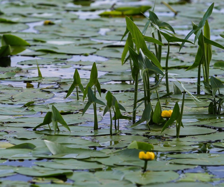 Кубышка кувшинка стрелолист