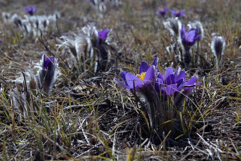 Подснежник сибирский прострел