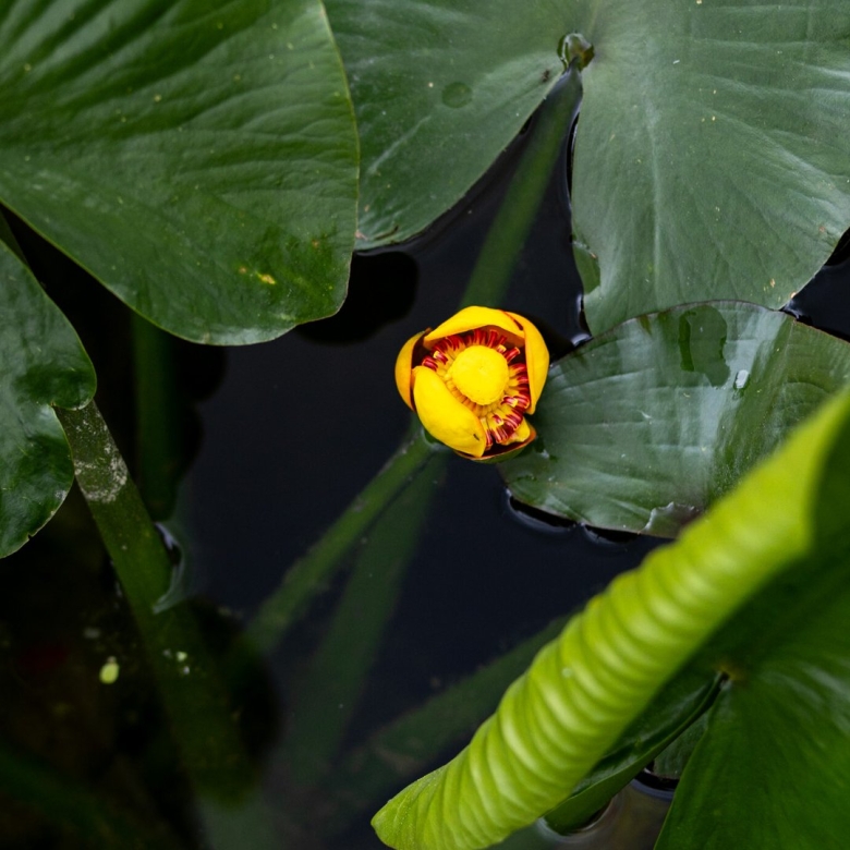 Кубышка аквариумная