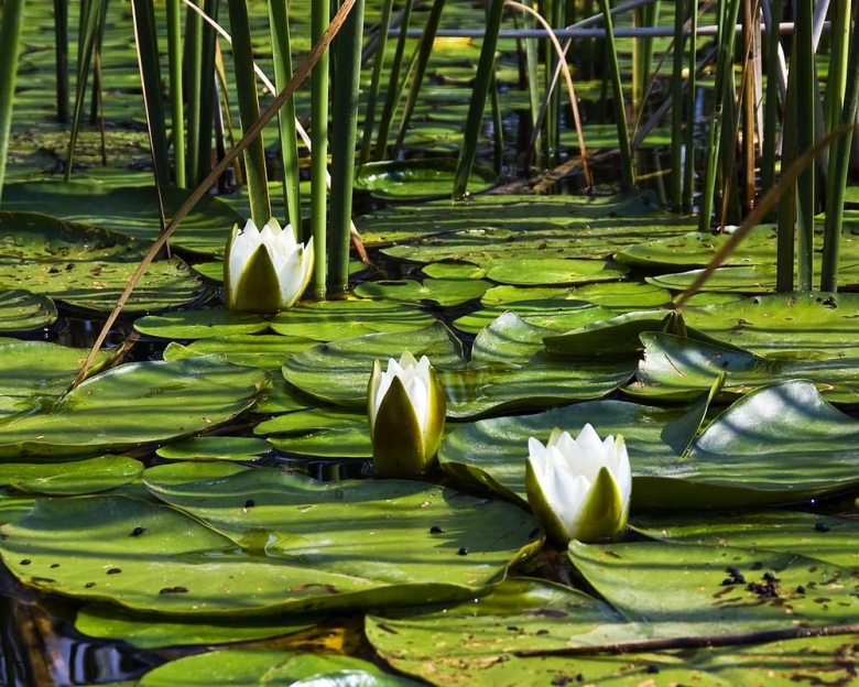 Лотос кувшинка кубышка