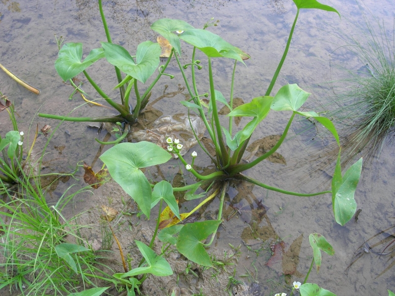 Стрелолист широколистный