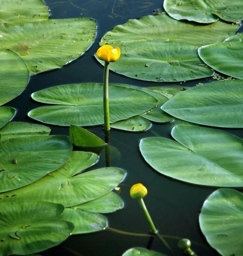 Гидрофиты стрелолист