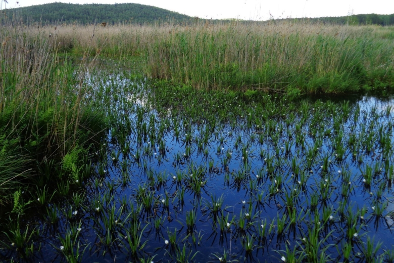 Водные растения Урала