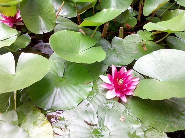 Водокрас обыкновенный