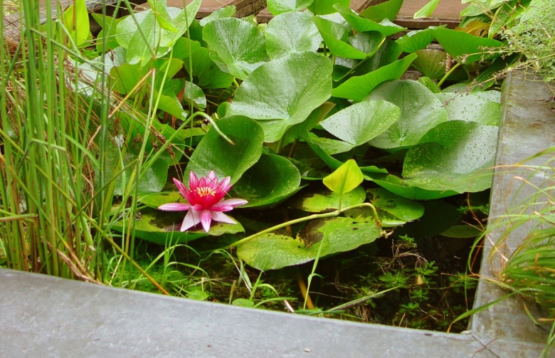 Водные растения Ростовской области