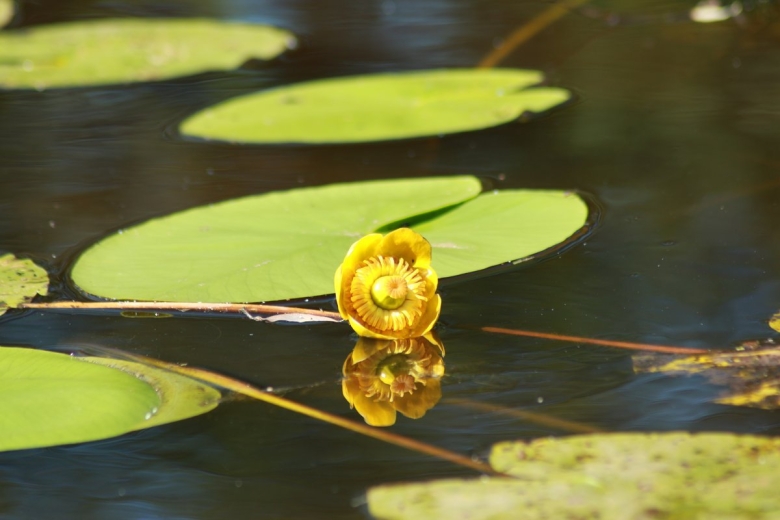 Движение кувшинка