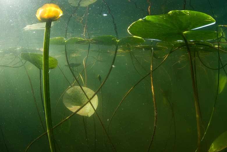 Кубышка аквариумное растение