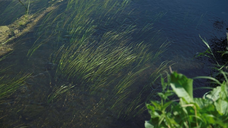 Водоросли в реке