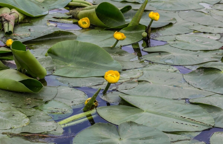 Экология кубышки желтой