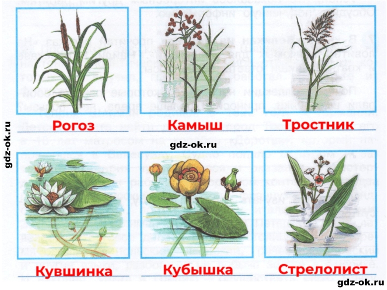 Растения водоёма в картинках с названиями