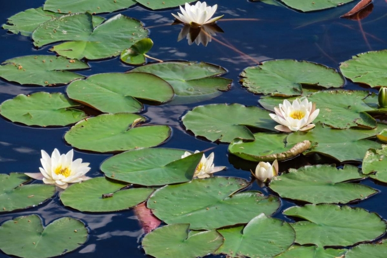 Кувшинка белая водяная Лилия