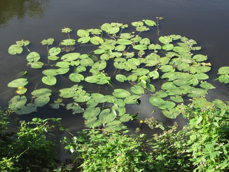 Водное растение русских рек