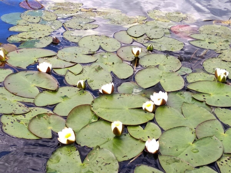 Кувшинка стрелолист