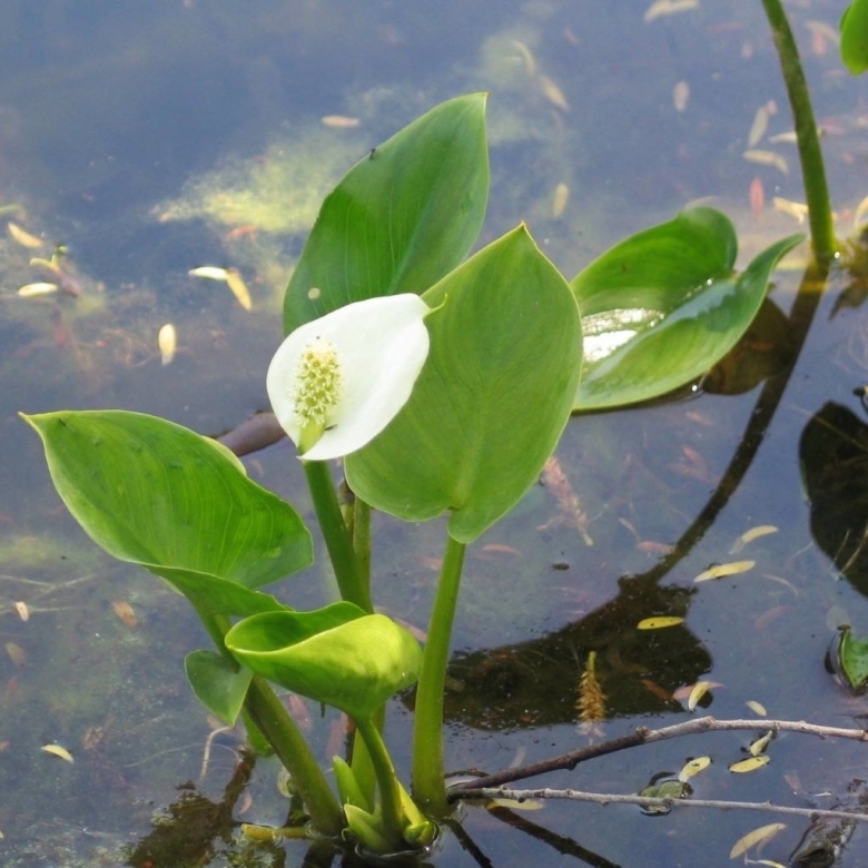 Белокрыльник болотный Calla palustris