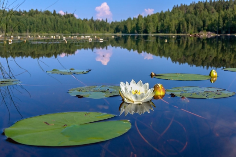 Озеро Селигер кувшинки