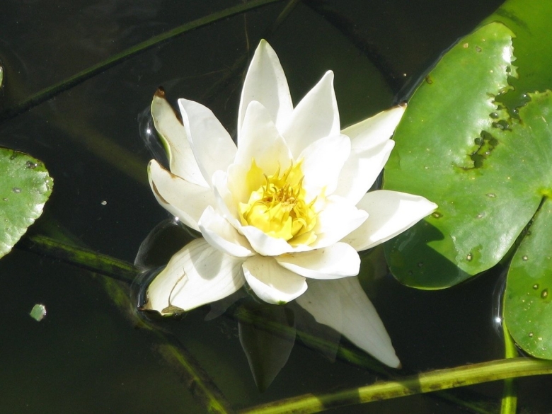 Растения пресных водоемов кувшинка белая