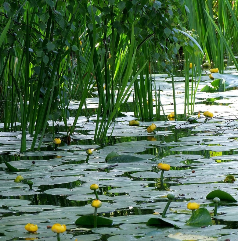 Камыш рогоз стрелолист