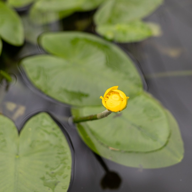 Кубышка японская