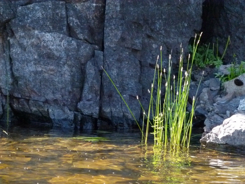 Прибрежные растения рек