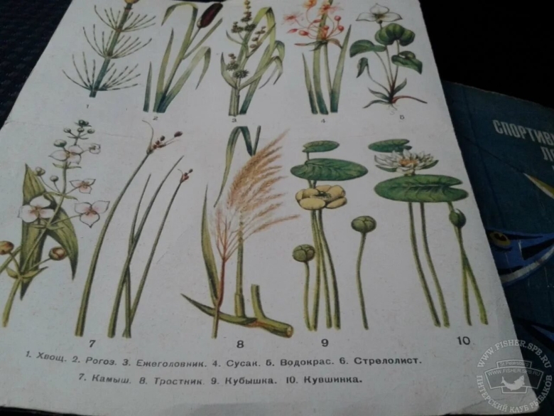 Кубышка кувшинка стрелолист камыш рогоз тростник