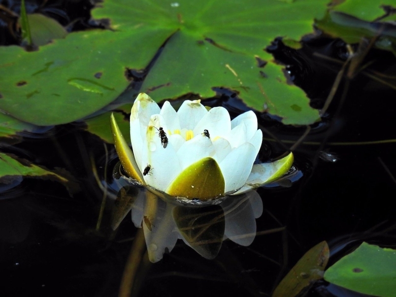 Кувшинка не распустившаяся