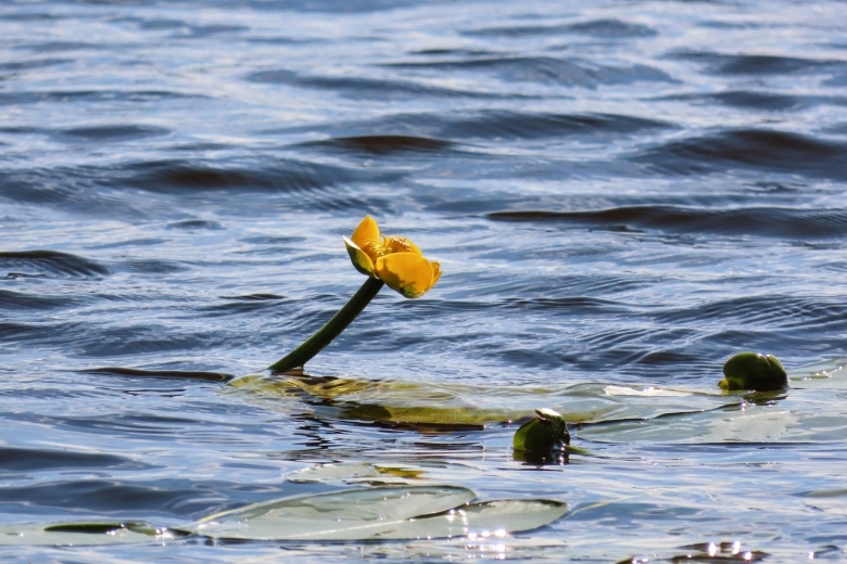 Кубышка жёлтая водные растения